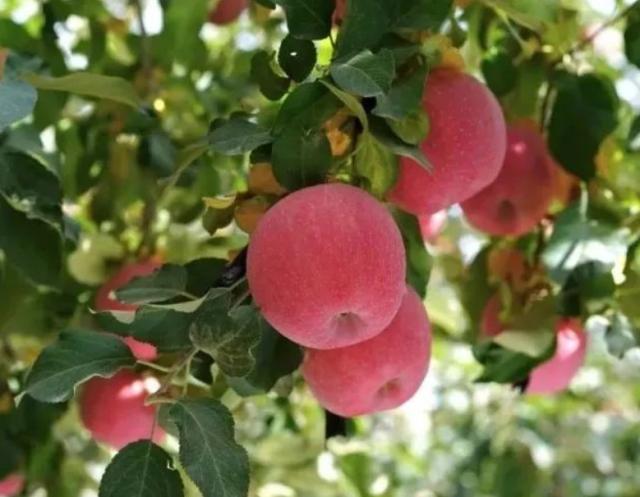 苹果种植新闻稿标题大全果园种植先进个人事迹材料标题-第2张图片-亚星国际官网